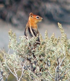 Golden Mantled Ground Squirrel A typical adult ranges from 23 to 30 centimetres (9.1–11.8 in) in length. The golden-mantled ground squirrel can be identified by its chipmunk-like stripes and coloration, but unlike chipmunks, it lacks any facial stripes. Similarly to chipmunks, it hibernates, building up its body fat so to survive the winter asleep, and is also known to store some food in its burrow, for consumption upon waking in the spring. It also has cheek pouches for carrying food.
Seen in Panum Crater, Mono Lake, CA. Sep, 2014.       Callospermophilus lateralis,Geotagged,Golden-mantled ground squirrel,Summer,United States