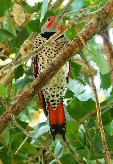 Red-Shafted Flicker Colaptes auratus sbsp. cafer       
One of the most beautiful birds I have ever the had the good luck to spot in nature: It is the Western North America subspecies of Northern Flicker. They are red under the tail and underwings and have red shafts on their primaries. They have a beige cap and a grey face. Only males have a red moustache. The females had a more yellow marking next to the cheeks. At 12-14 inches long, they are medium sized woodpeckers. They have rounded brownish heads with gray or brown crowns and bills which curve downwards. Their backs are brown with black barring. They have tan bellies and chests with black spots and white rumps. They also sport black bibs on their chests. In Bishop Park, CA.  Colaptes auratus,Geotagged,Northern Flicker,Summer,United States