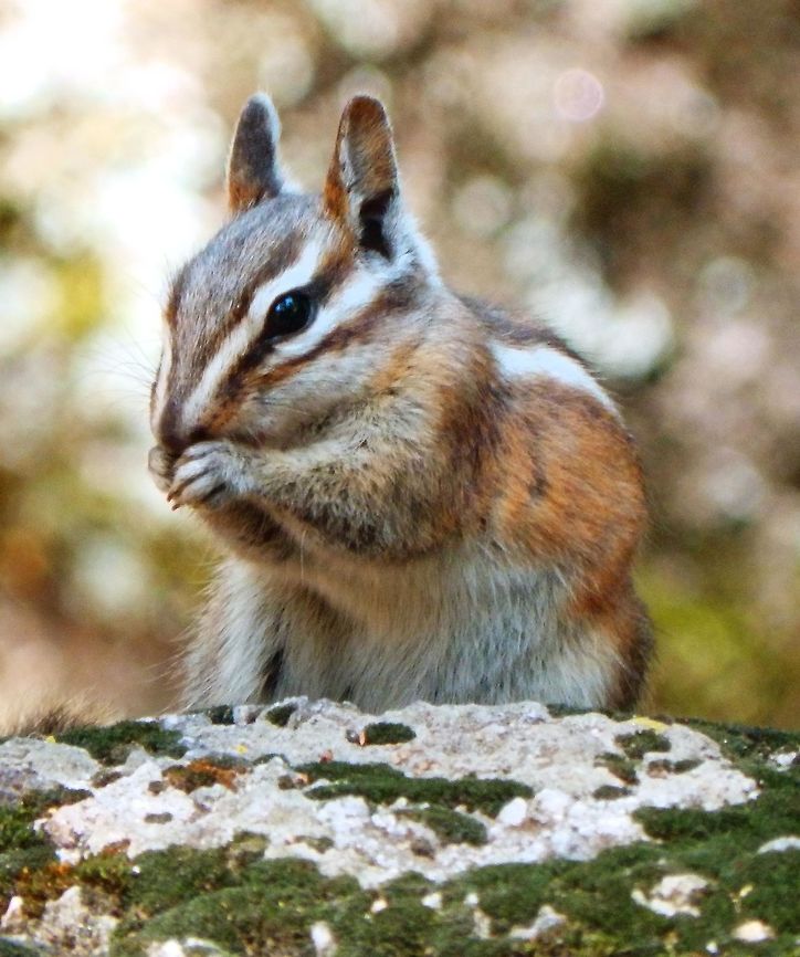 Lodgepole Chipmunk Seen In the Sequoia National Forest, CA. Sep 2014.    Geotagged,Lodgepole chipmunk,Summer,Tamias speciosus,United States