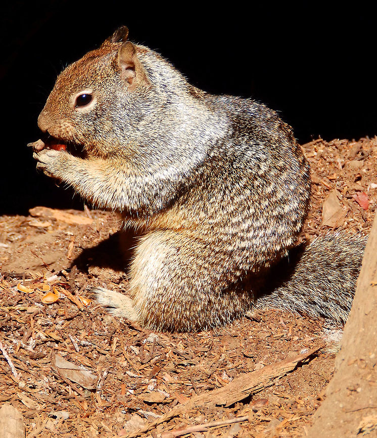 California Ground Squirrel Gorging for the winter. Seen in Sequoia National park, CA. Sep, 2014.       California ground squirrel,Geotagged,Otospermophilus beecheyi,Summer,United States