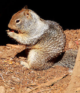 California Ground Squirrel Gorging for the winter. Seen in Sequoia National park, CA. Sep, 2014.       California ground squirrel,Geotagged,Otospermophilus beecheyi,Summer,United States