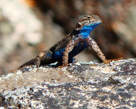 Western Fence Lizard Seen in the rocks of the trail up the mountain past Hotel Creek Trail, near Cedar Grove. Kings Canyon, CA. Sep, 2014. Fall,Geotagged,Sceloporus occidentalis,United States,Western fence lizard (blue-belly)