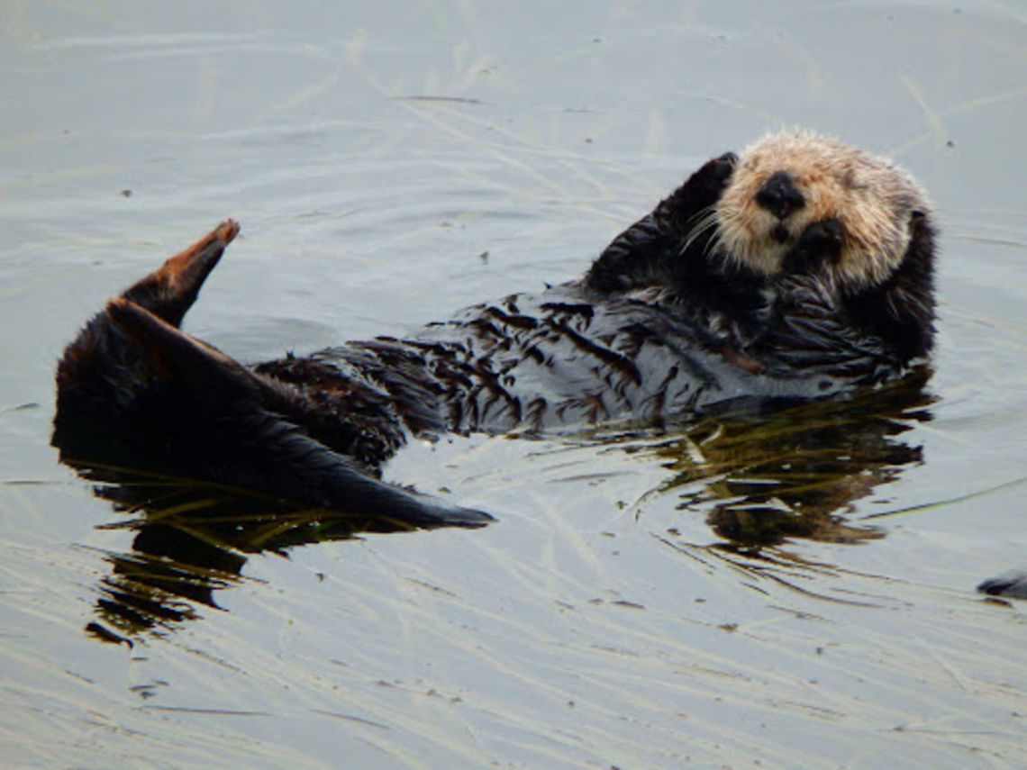 Sea Otter Seen in a group in the harbor close to Morro Rock. Sep 23, 2014 Enhydra lutris,Geotagged,Sea otter,United States