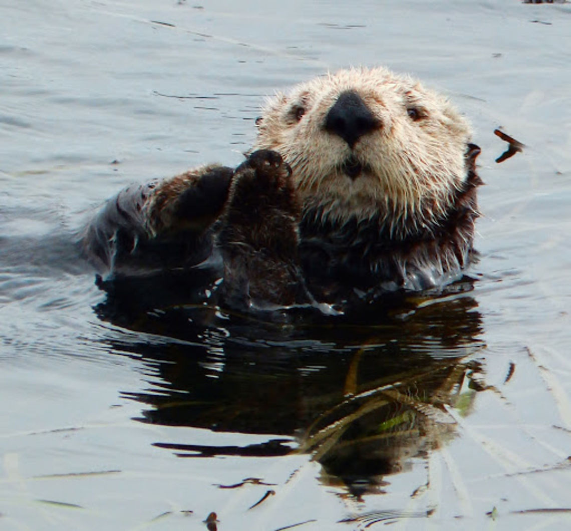 Sea Otter Seen in a resting group of otters in the harbor close to Morro Rock in Morro Bay. Sep 2014. Enhydra lutris,Geotagged,Sea otter,United States
