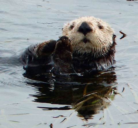 Sea Otter Seen in a resting group of otters in the harbor close to Morro Rock in Morro Bay. Sep 2014. Enhydra lutris,Geotagged,Sea otter,United States