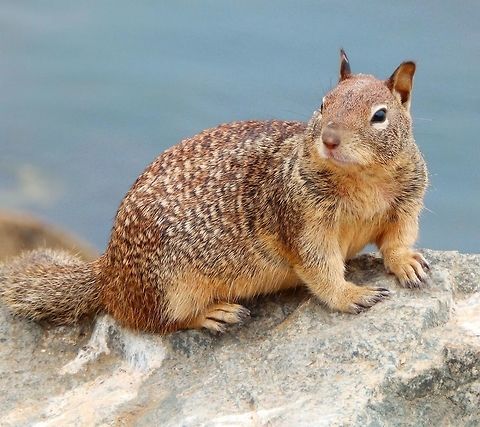 California Ground Squirrel One of several observed living in the rocks of the harbor next to Morro Rock, in Morro Bay, CA. Sep, 2014. California ground squirrel,Geotagged,Otospermophilus beecheyi,United States