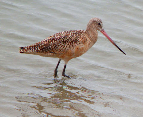 Marbled Godwit Observed wading the shoreline next to Morro Rock in Morro Bay, CA. Sep, 2014. Geotagged,Limosa fedoa,Marbled godwit,United States