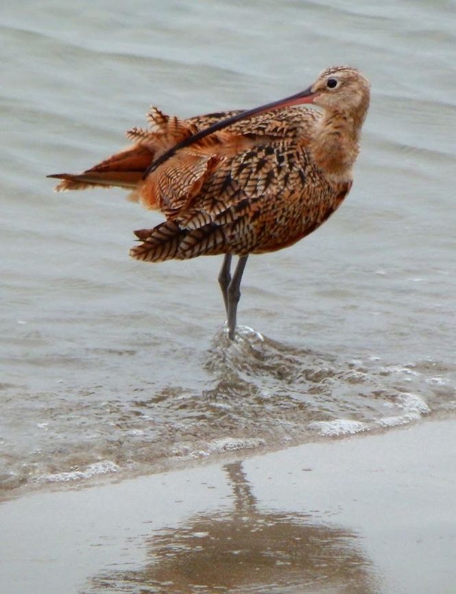 Long-Billed Curlew Another wading bird observed in the shoreline of Morro Rock in Morro Bay, CA. Sep, 2014. Geotagged,Long-billed curlew,Numenius americanus,United States