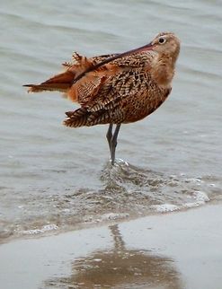 Long-Billed Curlew Another wading bird observed in the shoreline of Morro Rock in Morro Bay, CA. Sep, 2014. Geotagged,Long-billed curlew,Numenius americanus,United States