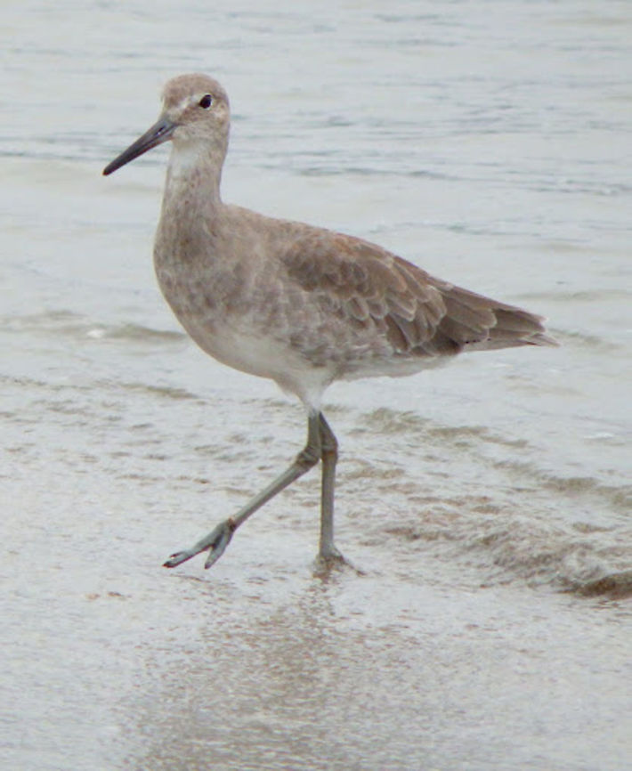 Willet Wading bird in the shoreline of Morro Rock in Morro Bay, CA. Sep, 2014. Geotagged,Tringa semipalmata,United States,Willet