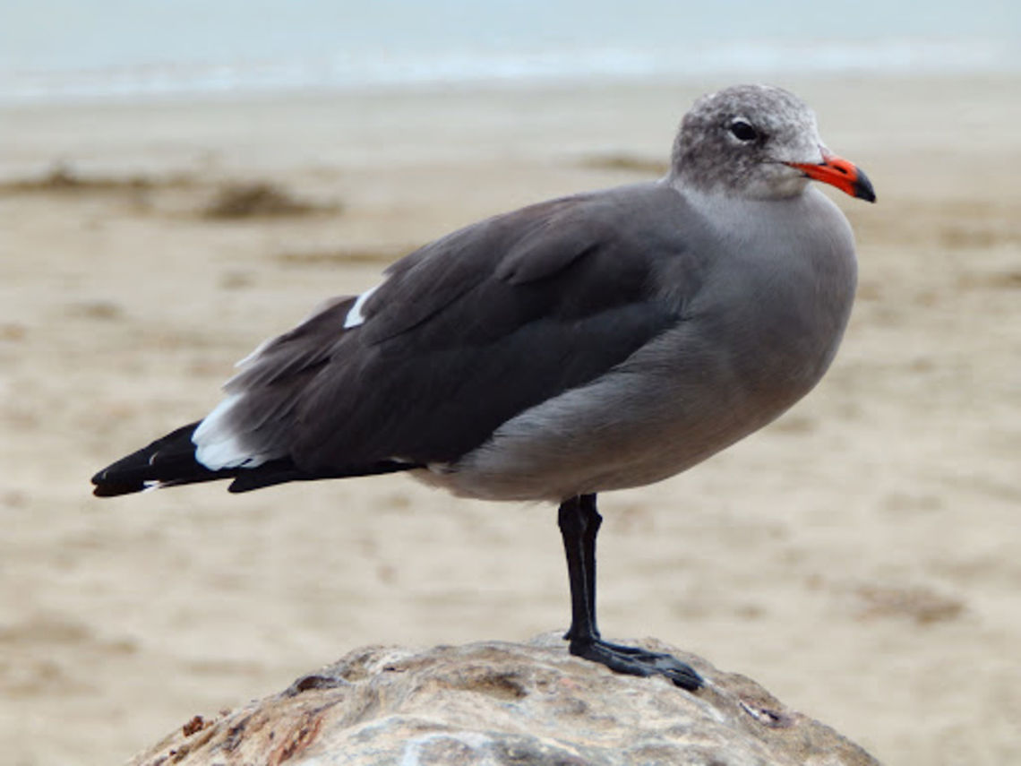 Hermann's Gull Very common sea gulls in the shores of CA. This one was observed in Morro Bay. Sep, 2014. Geotagged,Heermanns Gull,Larus heermanni,United States
