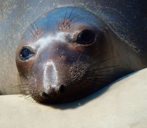 Elephant Seal This one is young one. Piedras Blancas State Reserve, CA. Sep, 2014. Geotagged,Mirounga angustirostris,Northern elephant seal,United States