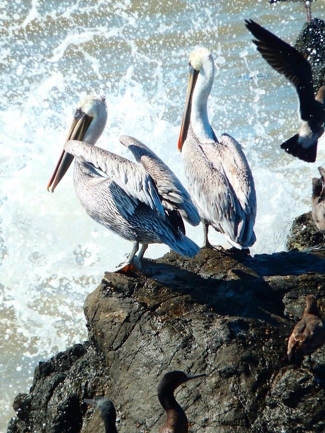 Brown Pelican In the area of Piedras Blancas, a little bit up the road. We saw hundreds of pelicans and otehr sea birds following schools of fishes near te shoreline. Sep, 2014 Brown pelican,Geotagged,Pelecanus occidentalis,United States