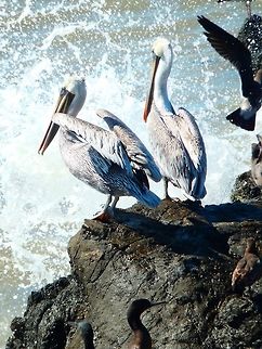 Brown Pelican In the area of Piedras Blancas, a little bit up the road. We saw hundreds of pelicans and otehr sea birds following schools of fishes near te shoreline. Sep, 2014 Brown pelican,Geotagged,Pelecanus occidentalis,United States