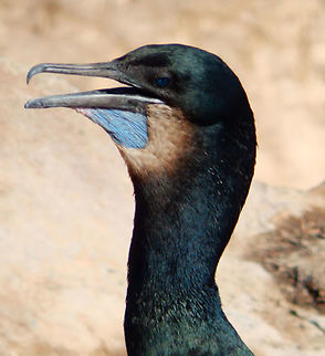 Brandt's cormorant These cormorants were in a rocky pier of the harbor in Monterrey, next to San Carlos Beach, CA. Sep, 2014. Brandt's cormorant,Geotagged,Phalacrocorax penicillatus,United States