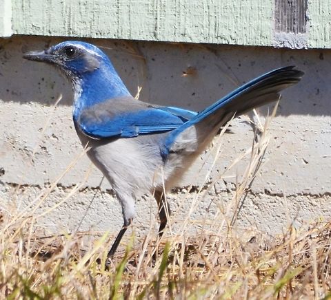 Western Scrub Jay Is a common jay in the area of Pacific Groove and Monterrey in CA. Seen in Sep, 2014. Aphelocoma californica,Geotagged,United States,Western Scrub Jay