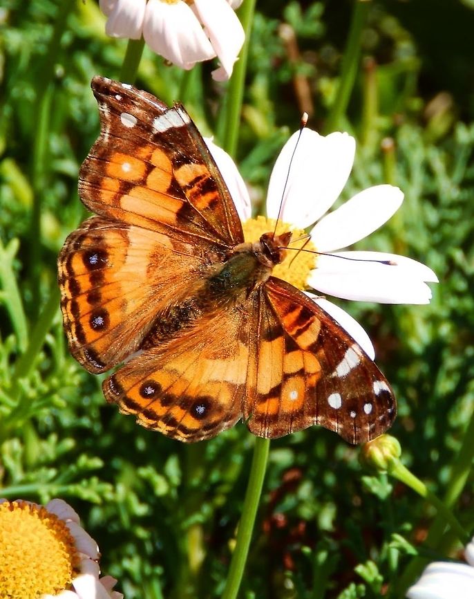 American Painted Lady Observed in a garden of Fishermens' Wharf in Monterrey, CA. Sep, 2014. American Painted Lady,Geotagged,United States,Vanessa virginiensis