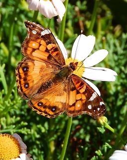 American Painted Lady Observed in a garden of Fishermens' Wharf in Monterrey, CA. Sep, 2014. American Painted Lady,Geotagged,United States,Vanessa virginiensis