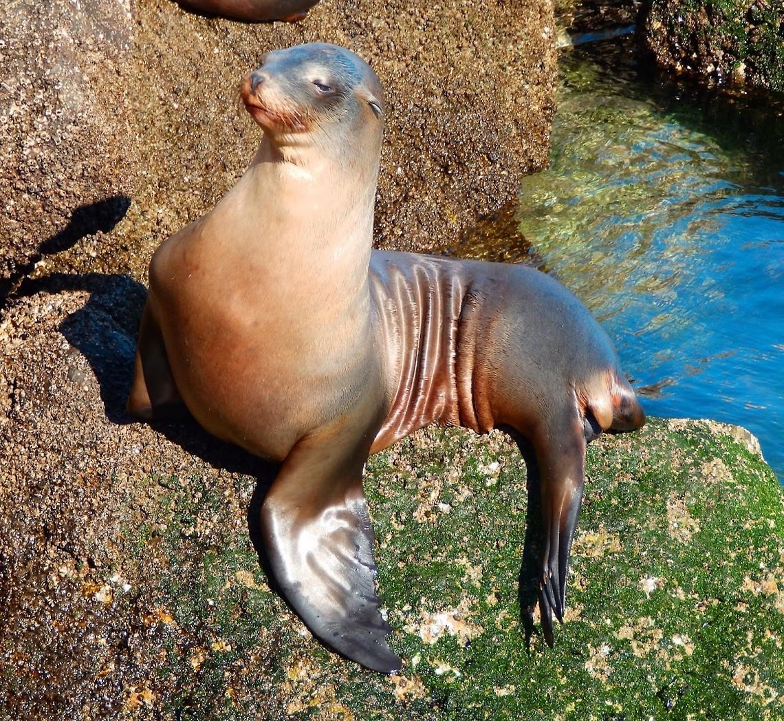 Zalophus_californianus A very proud young female standing in a rock in the pier next to San Carlos Beach in Monterrey, CA. Sep, 2014. California sea lion,Geotagged,United States,Zalophus californianus