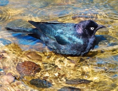 Brewer's Blackbird Another common bird in the shorelines of California. Sep, 2014. Brewers blackbird,Euphagus cyanocephalus,Geotagged,United States