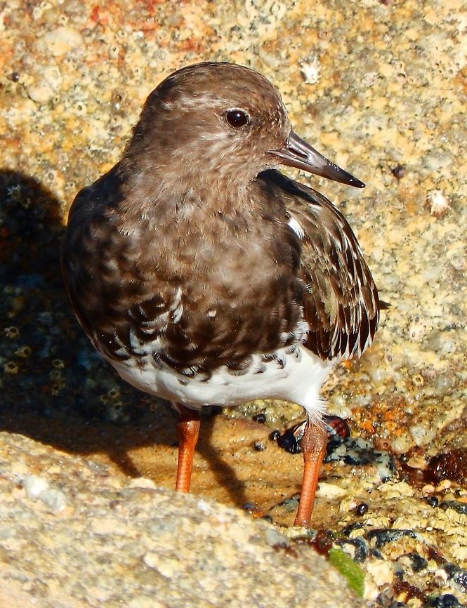 Black Turnstone Rocks in San Carlos Beach, Monterrey, CA. Sep, 2014. Arenaria melanocephala,Black turnstone,Geotagged,United States