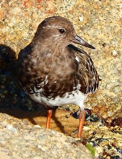 Black Turnstone Rocks in San Carlos Beach, Monterrey, CA. Sep, 2014. Arenaria melanocephala,Black turnstone,Geotagged,United States