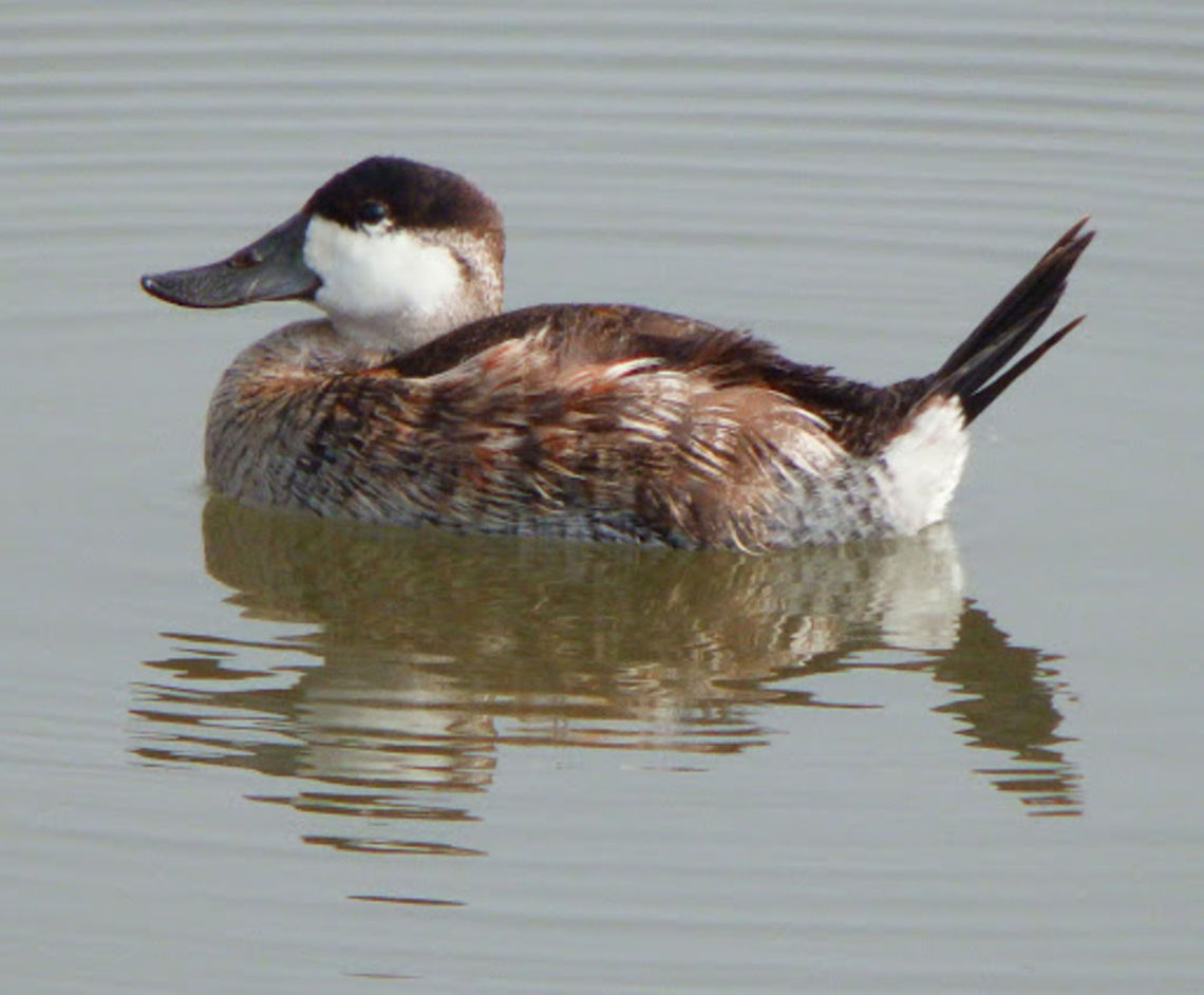 Ruddy Duck Male in non-breeding plumage. In the male the face is always white with a black head cap. The bill is blue in breeding season and blackish grey in non-breeding season. The body is reddish brown in breeding season and changes towards mottled grey in non-breeding season.<br />
Inner side of an estuary river parallel to shoreline. Salinas River State Beach, Moss Landing, CA. Geotagged,Oxyura jamaicensis,Ruddy duck,United States