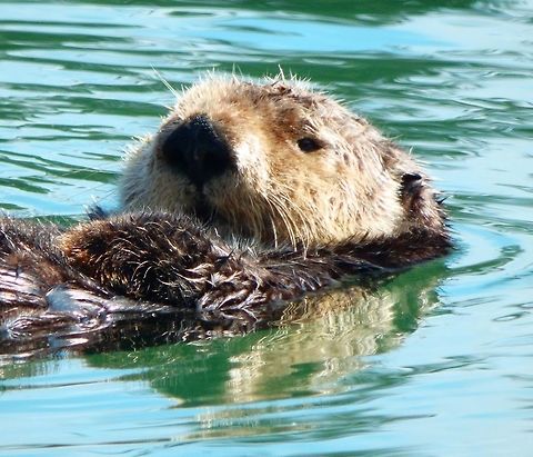Sea Otter A single sea otter was relaxing in a corner of Moss Landings' small port/embarcadero. Sep, 2014. Enhydra lutris,Geotagged,Sea otter,United States
