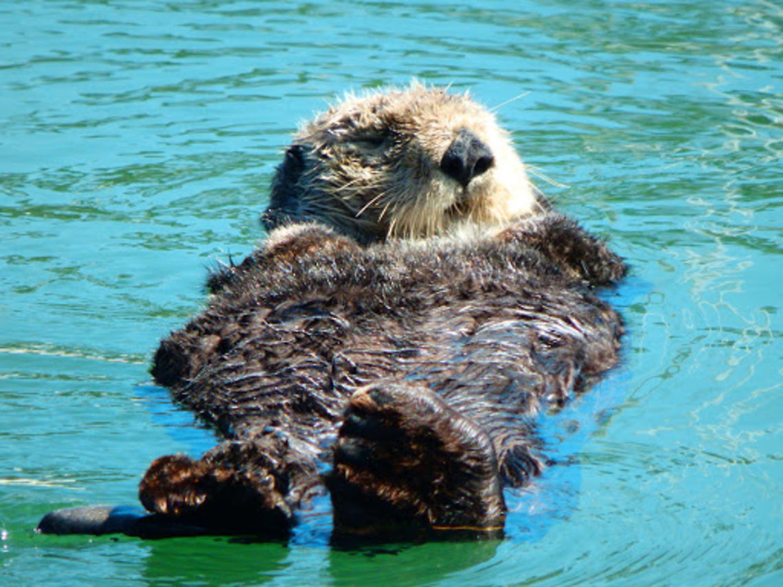 Sea Otter Is the same single sea otter that we saw sleeping in a corner of the embarcadero in Moss Landing, CA. Sep, 2014. Enhydra lutris,Geotagged,Sea otter,United States