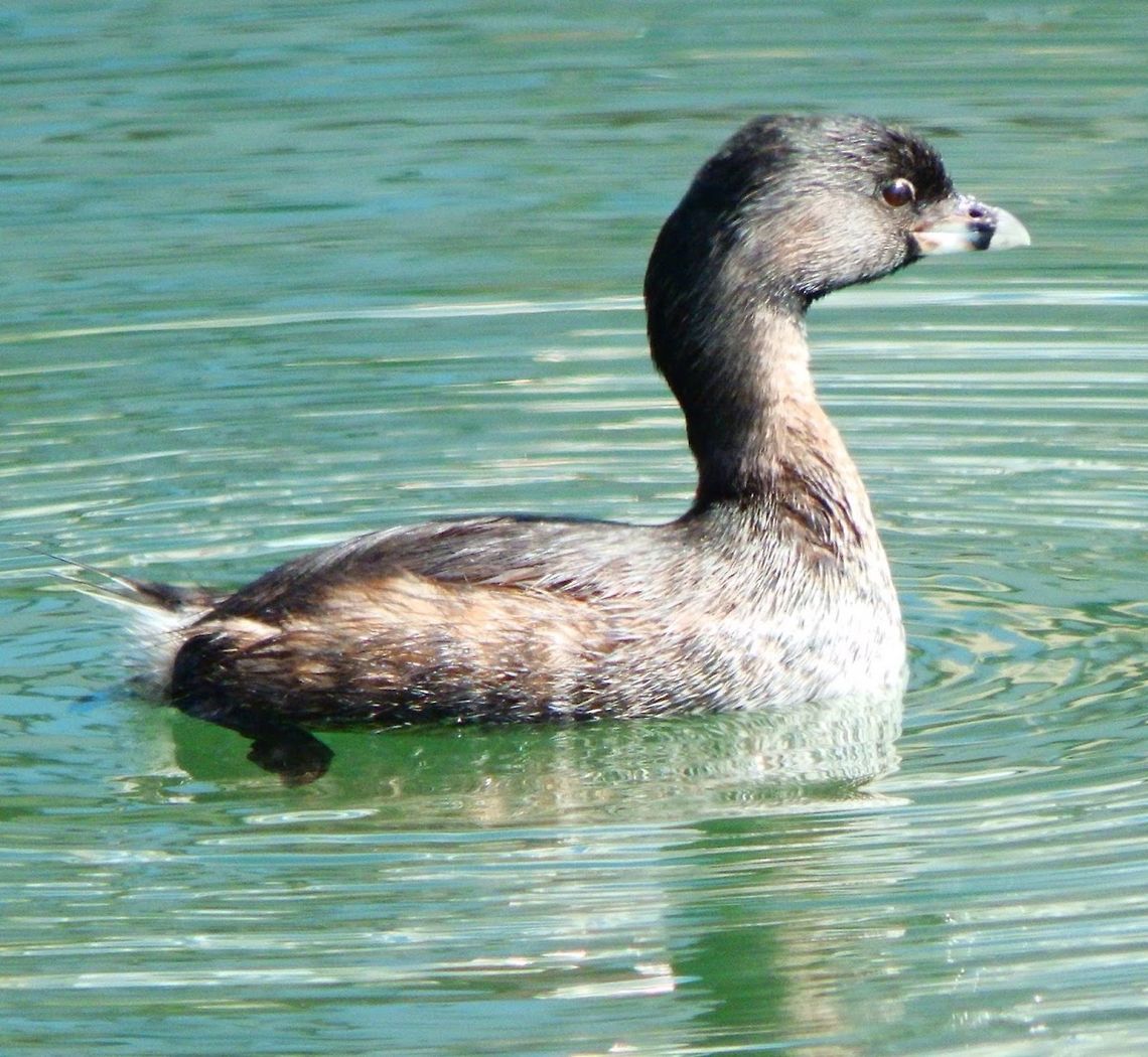 Pied-Billed Grebe The grebe was wading in the same corner as the sea otter, in Moss Landing, CA. Sep, 2014. Geotagged,Pied-billed grebe,Podilymbus podiceps,United States