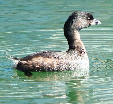 Pied-Billed Grebe The grebe was wading in the same corner as the sea otter, in Moss Landing, CA. Sep, 2014. Geotagged,Pied-billed grebe,Podilymbus podiceps,United States