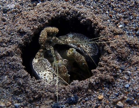 Zebra Mantis Shrimp Seen during amuck dive in Dauin, Philippines. Sep 30, 2012. Geotagged,Lysiosquillina maculata,Philippines