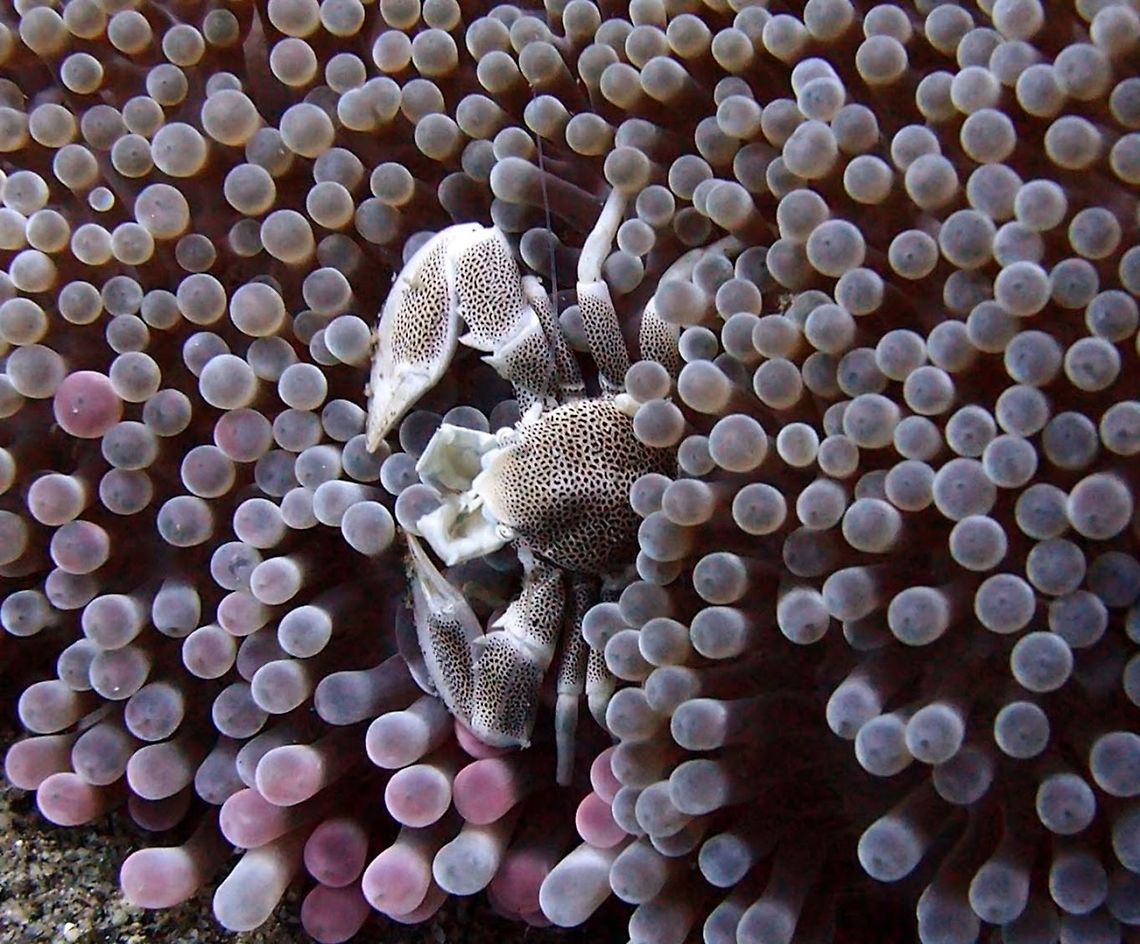 Porcelain Crab It is a small, colourful crustacean with a porcelain-like shell. This porcelain crab is usually found within the stinging tentacles of a number of sea anemone species. Many times, sharing anemone with clown fishes.<br />
It could be N. maculatus or N. oshimai.<br />
Seen in Dauin, Philippines (Sep 30, 2012). Geotagged,Neopetrolisthes,Neopetrolisthes maculatus,Philippines,porcelain crab
