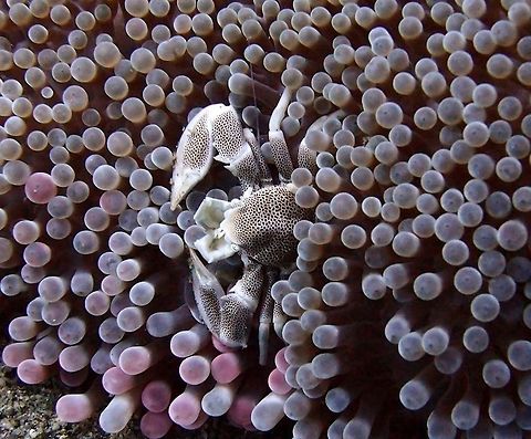 Porcelain Crab It is a small, colourful crustacean with a porcelain-like shell. This porcelain crab is usually found within the stinging tentacles of a number of sea anemone species. Many times, sharing anemone with clown fishes.
It could be N. maculatus or N. oshimai.
Seen in Dauin, Philippines (Sep 30, 2012). Geotagged,Neopetrolisthes,Neopetrolisthes maculatus,Philippines,porcelain crab
