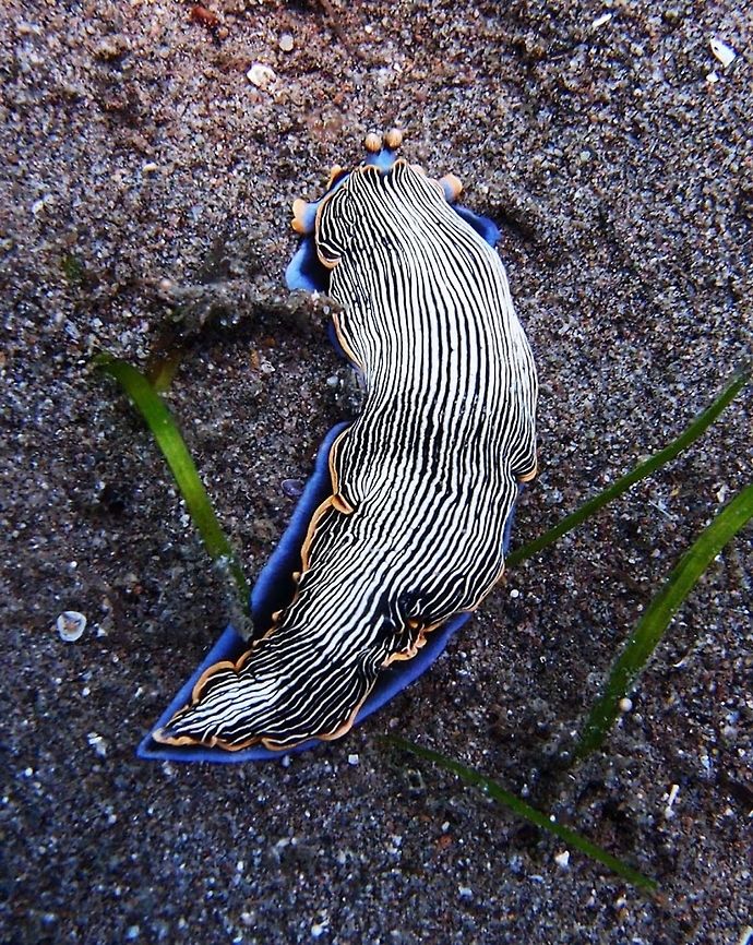 Armina_semperi This species can be identified by the thin black and white ridges that run longitudinally down its back. The animal also has a characteristic light-blue foot rimmed in yellow-orange, with a matching oral veil. Members of this species are generally between 2-6 centimeters long, with narrow bodies.<br />
Seen in Dauin (Oct 1, 2012). Armina semperi,Geotagged,Philippines