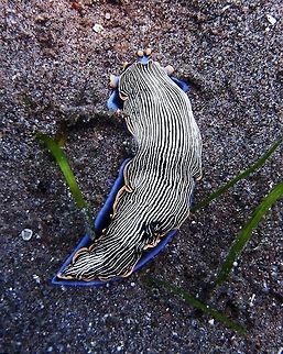 Armina_semperi This species can be identified by the thin black and white ridges that run longitudinally down its back. The animal also has a characteristic light-blue foot rimmed in yellow-orange, with a matching oral veil. Members of this species are generally between 2-6 centimeters long, with narrow bodies.
Seen in Dauin (Oct 1, 2012). Armina semperi,Geotagged,Philippines