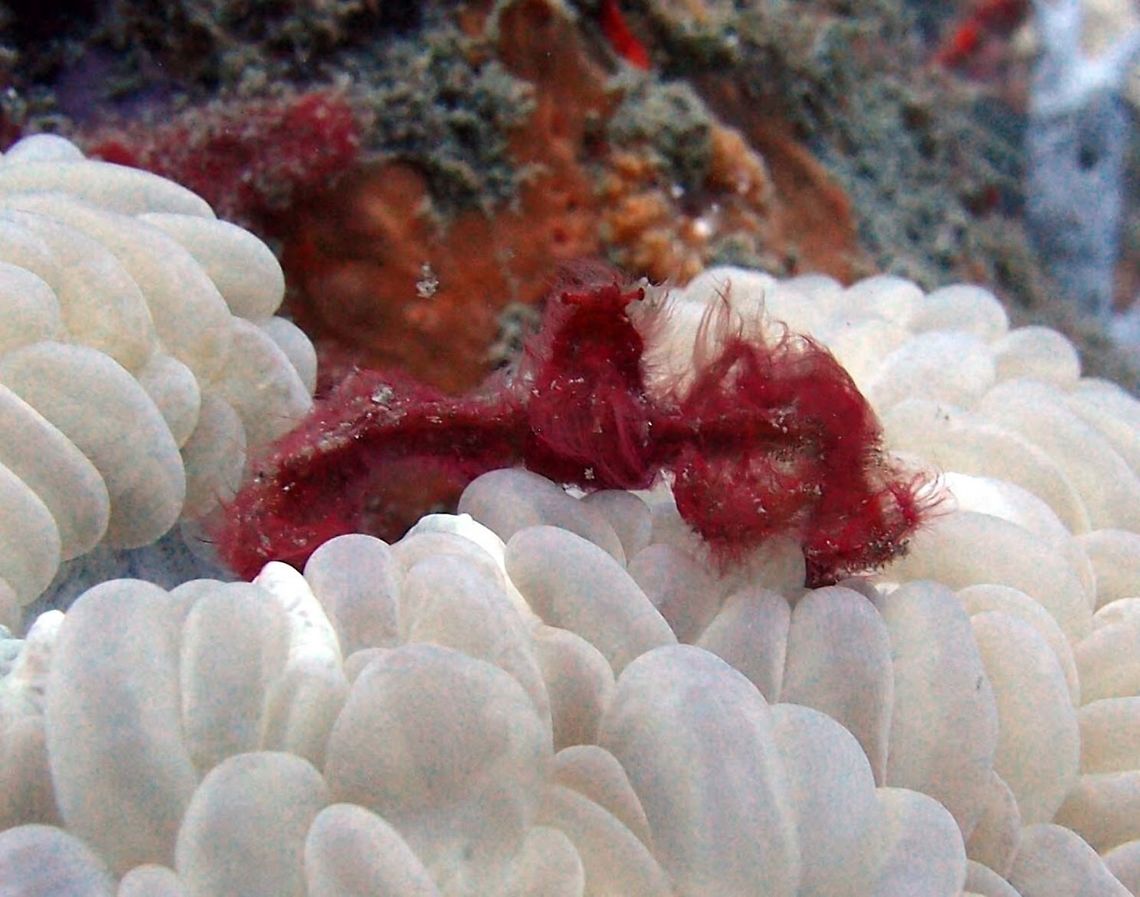 Orangutan Crab Few cm long, very fluffy red crab. Known as "orangutan" because of its obvious ressemblance to the monkey.<br />
Dauin, Philippines (Oct 2, 2012). Achaeus japonicus,Geotagged,Philippines,acheus japonicus,crab
