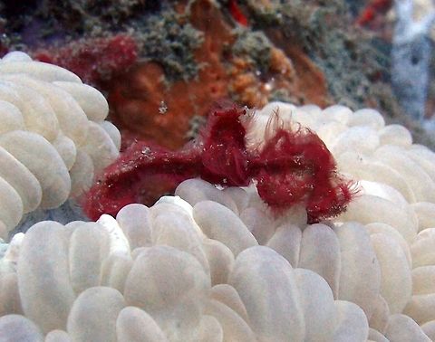 Orangutan Crab Few cm long, very fluffy red crab. Known as "orangutan" because of its obvious ressemblance to the monkey.
Dauin, Philippines (Oct 2, 2012). Achaeus japonicus,Geotagged,Philippines,acheus japonicus,crab