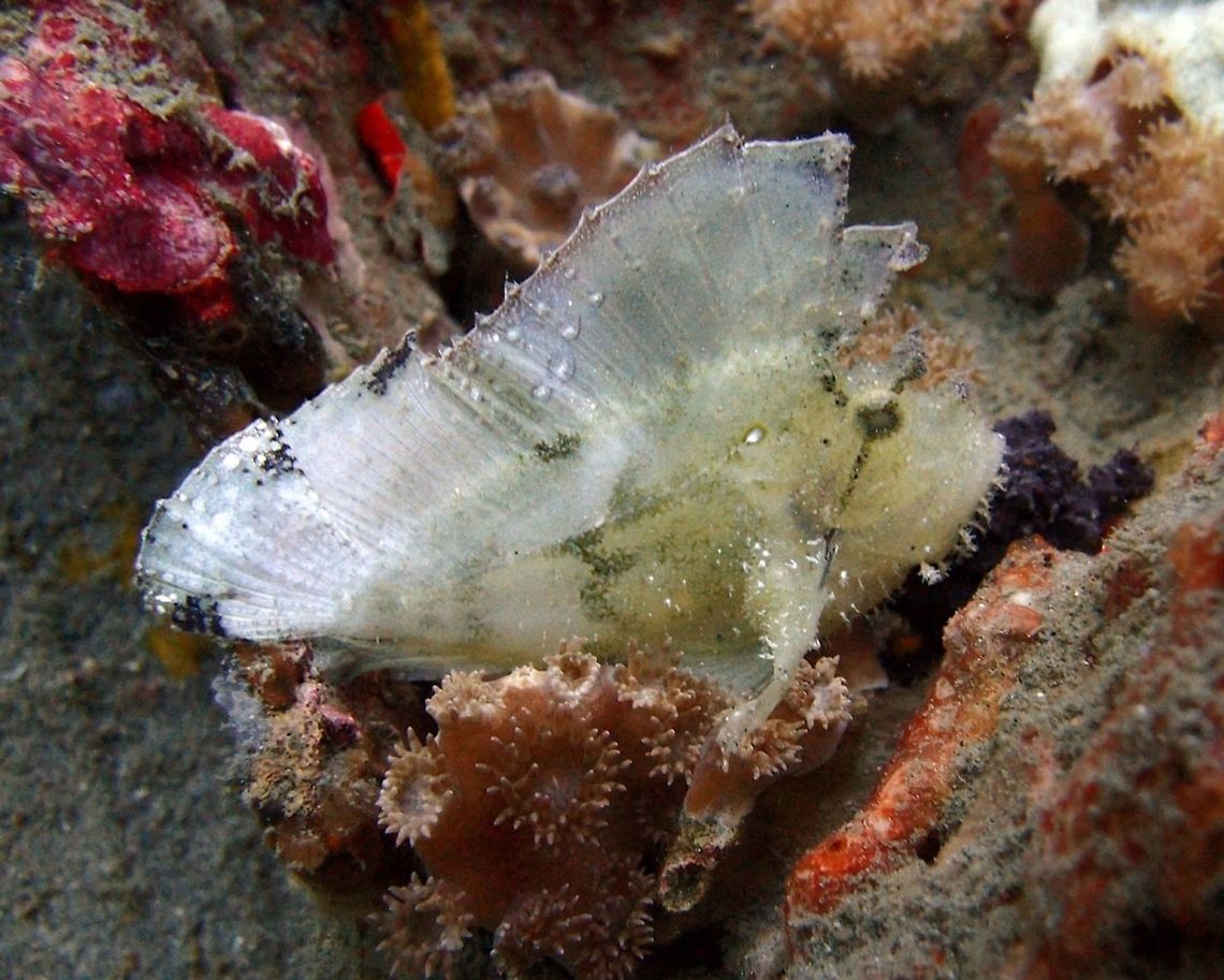 Leaf Scorpionfish Seen in Dauin, Philippines (Oct 2, 2012).<br />
Leaf scorpionfish are about ten centimeters long. The color of this fish varies from green, red, pink, brown, ocher and yellowish to a ghostly white. The fish is almost as flat as a leaf and resembles a leaf in many other ways. Head and mouth are large. Through their eyes there is a dark line. The large dorsal fin starts just behind the eyes. The poison of the leaf fish is considerably weaker than that of the lionfish and stonefish. The skin often has blotches that enhance a camouflage effect. This fish has appendages around the mouth, and sometimes real algae and hydroids grow on its skin. The fish molts every 10 to 14 days, and can change colors after the molt. Geotagged,Leaf scorpionfish,Philippines,Taenianotus triacanthus
