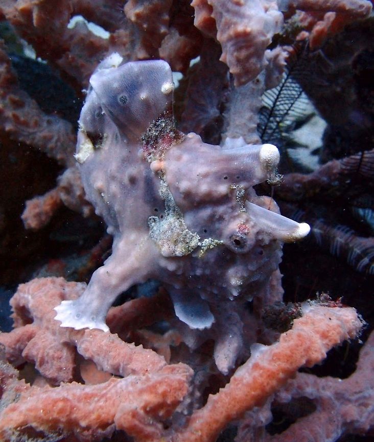 Warty Frogfish Seen in Dauin, Philippines (Oct 2, 2012).<br />
These frog fishes are hard to spot as they mimetize very well. They have variable colors. They feed on small fish, crustaceans and worms. Variable in colour to match their surroundings. Length 10cm Frogfish are masters at camouflage and will change to match their surroundings. They lure their prey with a stalk between their eyes that copies the movements of its prey. Their mouth can open and expand to the width of their bodies to engulf its prey. Antennarius maculatus,Geotagged,Philippines,Warty frogfish