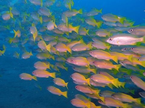 Bigeye Snapper Seen in Dauin, Philippines (Oct 2, 2012).
It inhabits offshore coral reefs at depths from near the surface to 96 m (315 ft). This species is mostly silver in color with a yellow stripe along the side and fainter yellow lines on the lower half of the body. Fins are yellowish to whitish. It can reach a length of 30-35 cm,  Geotagged,Lutjanus lutjanus,Philippines,Yellowtail snapper