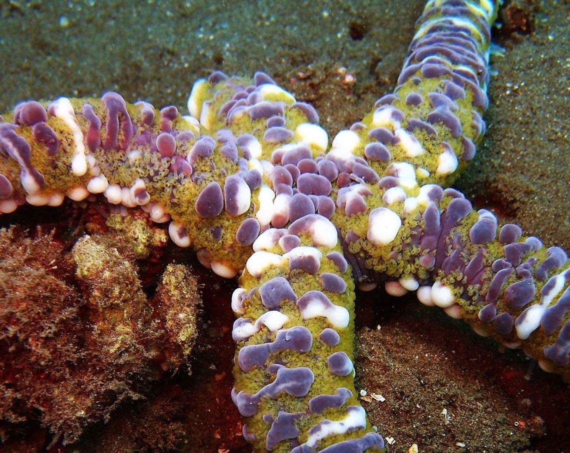 Warty Starfish (Echinaster_callosus) Seen in Dauin, Philippines (Oct 2, 2012).<br />
Sea star with 5 arms, conical and with blunt tip. The background colour is greenish-brown, with pink or white tubercles. Readily identified by the large tubercles arranged in transversal rows, and fused together at the tip of the arms to make a band across. 25 cm diameter. Unique for the tubercles. Echinaster,Echinaster callosus,Geotagged,Philippines,Warty Starfish,starfish