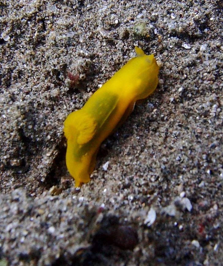 Gymnodoris_subflava Small yellow nudibranch. 1cm more or less.<br />
Seen in Dauin, Philippines (Sep 30, 2012). Geotagged,Goniobranchus subflava,Gymnodoris subflava,Philippines