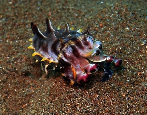 Flamboyant Cuttlefish Seen in Dauin, Philippines (Oct 1, 2012).
A very colorful cuttlefish that can grow up to 8 cm. Is poisonous, the toxin to be as lethal as that of fellow cephalopod the Blue-ringed octopus.
Is a species of cuttlefish occurring in tropical Indo-Pacific waters off northern Australia, southern New Guinea, as well as numerous islands of the Philippines, Indonesia and Malaysia. Found in sand and mud substrate in shallow waters at depths of 3 to 86 m. Geotagged,Metasepia pfefferi,Philippines