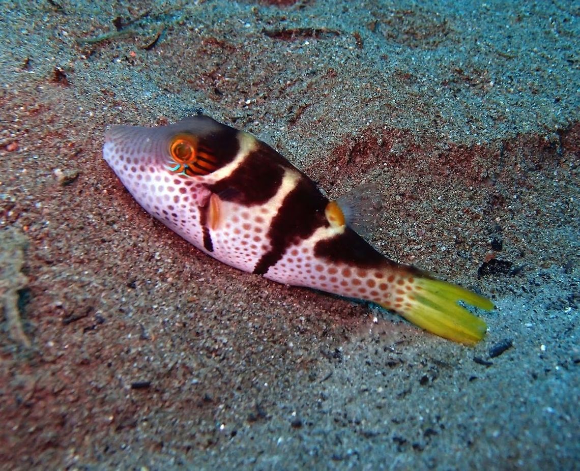 Crown Toby Seen in Dauin, Philippines (Oct 2, 2012).<br />
It occasionally makes its way into the aquarium trade. It grows to a size of 14cm in length. Feeds on a wide variety of benthic organisms: gastropods, sponges, algae, bivalves, polychaetes, tunicates, crabs, sea urchins, heart urchins, brittle stars, bryozoans, peanut worms, various small crustaceans and foraminiferans.<br />
Canthigaster coronata is a Pufferfish from the Indo-West Pacific. Inhabits sand and rubble bottoms of seaward reefs. Found mostly below depths of 23 m, but occasionally seen in as little as 6 m.  Canthigaster coronata,Geotagged,Philippines