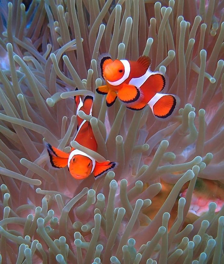 Amphiprion_ocellaris Seen in Apo Island, near Dauin, Philippines (Oct 2, 2012).<br />
This clown anemonefish can be recognised by its orange colour with three white bars and black markings on the fins. It grows to about eight centimeters (three inches) in length.<br />
Often lives in association with the sea anemone Heteractis magnifica, using them for shelter and protection. The clownfish will use the anemone&#039;s stinging tentacles for protection, and in turn, the clownfish&#039;s fecal matter provides nutrients for the anemone. In addition, some clownfish will feed its anemone, further proving that this symbiosis is in fact mutualism. Amphiprion ocellaris,Geotagged,Ocellaris Clownfish,Philippines