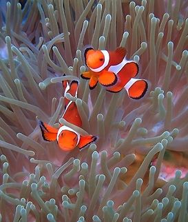 Amphiprion_ocellaris Seen in Apo Island, near Dauin, Philippines (Oct 2, 2012).
This clown anemonefish can be recognised by its orange colour with three white bars and black markings on the fins. It grows to about eight centimeters (three inches) in length.
Often lives in association with the sea anemone Heteractis magnifica, using them for shelter and protection. The clownfish will use the anemone's stinging tentacles for protection, and in turn, the clownfish's fecal matter provides nutrients for the anemone. In addition, some clownfish will feed its anemone, further proving that this symbiosis is in fact mutualism. Amphiprion ocellaris,Geotagged,Ocellaris Clownfish,Philippines