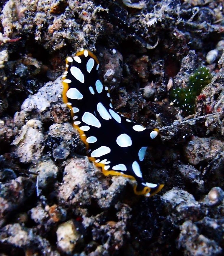 Brilliant Flatworms (Pseudoceros_scintillatus) Seen in Dauin, Philippines (Sep 30, 2012).<br />
Small polyclad (2 cm), the colour is black with large irregular white-yellowish spots and golden-orange marginal band. <br />
Ref:<a href="http://eol.org/pages/4975843/overview" rel="nofollow">http://eol.org/pages/4975843/overview</a> Brilliant flatworm,Geotagged,Philippines,Pseudoceros,Pseudoceros scintillatus,flatworm