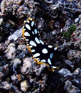 Brilliant Flatworms (Pseudoceros_scintillatus) Seen in Dauin, Philippines (Sep 30, 2012).
Small polyclad (2 cm), the colour is black with large irregular white-yellowish spots and golden-orange marginal band. 
Ref:http://eol.org/pages/4975843/overview Brilliant flatworm,Geotagged,Philippines,Pseudoceros,Pseudoceros scintillatus,flatworm