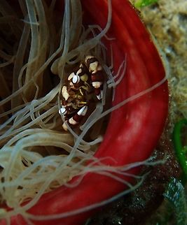 Harlequin Crab (Lissocarcinus_laevis) Seen in Dauin, Philippines (Oct 2, 2012).
Small swimmer crab (the last pair of legs is modified in a fin). Smooth carapace, with a pattern of reddich and white large stains. White, almost transparent legs. White eyes. Carapace lenght 4 cm. Quite similar to Lissocarcinus orbicularis, but it is larger, reddish in colour and never associated with holoturians.
Always in association with sea anemones: Actinodendron spp., Actinostephanus haeckeli, Cerianthus spp.
In this area I saw them often inside Ceranthid sp. tube anemones. Geotagged,Harlequin crab,Lissocarcinus,Lissocarcinus laevis,Philippines,harlequin crab